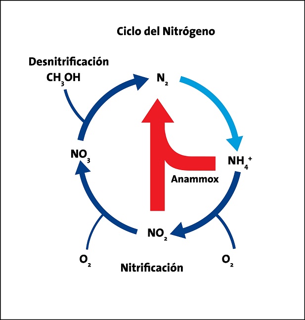 El ciclo del nitrógeno: lo que tienes que saber para tu instalación de marisco vivo.