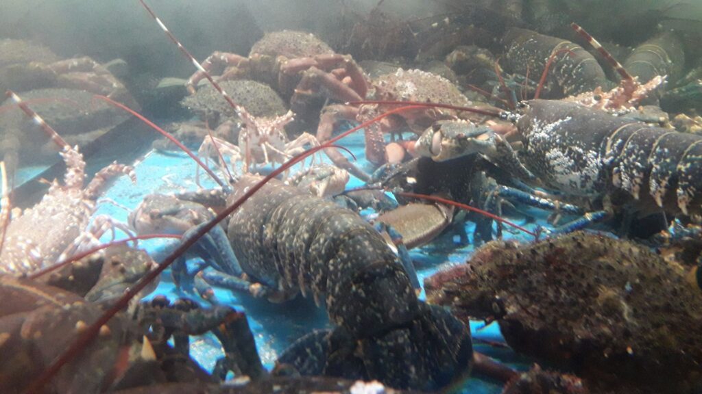 Porque es una mala idea invertir en un acuario para marisco de metacrilato para tu restaurante La proa