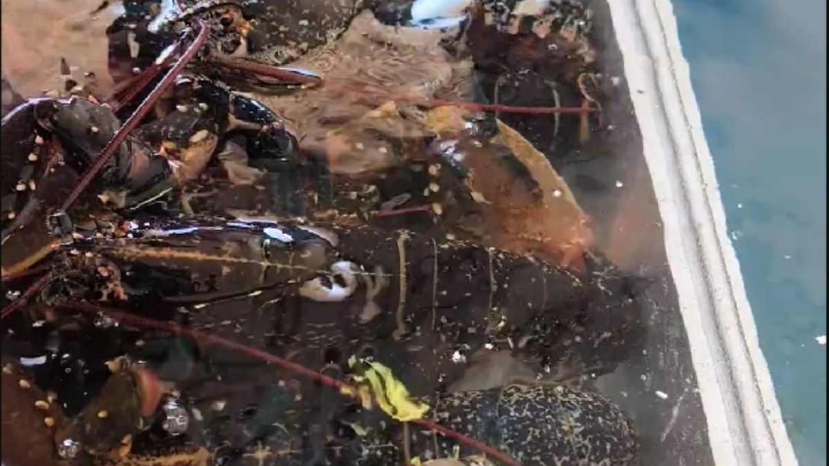 Cómo introducir el marisco en el vivero sin poner en riesgo su frescura y evitar un choque osmótico
