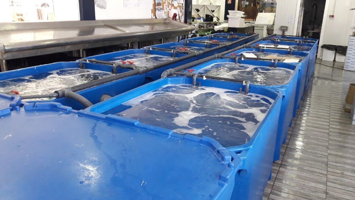 La sostenibilidad en el almacenamiento de marisco: una prioridad para los mayoristas