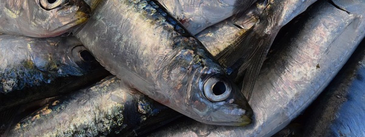 pescado anisakis en España