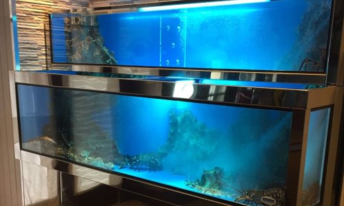 ¿Es rentable instalar un vivero de mariscos en mi negocio LAPROA
